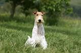 FOX TERRIER 613